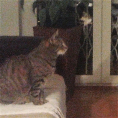 Micika