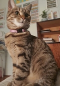 Dora