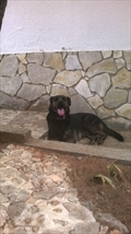 Taz