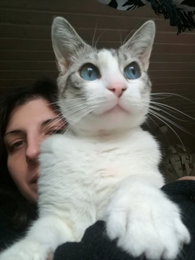 Safir