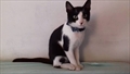 Bleky