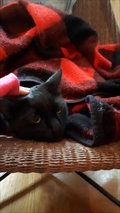 Elmo