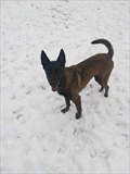 Hund