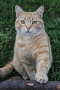 Katus / Garfild