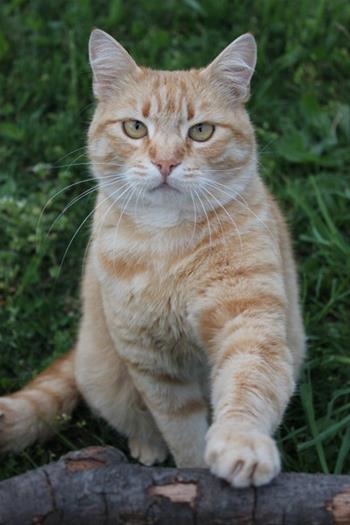 Katus / Garfild