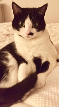 Lolita