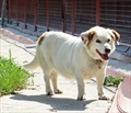 Doli