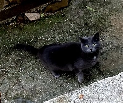 Mica