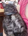 Misko