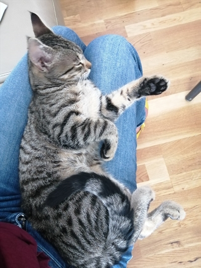 Mikica