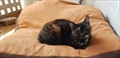 Her Fatness von Mitsi
