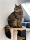 Mika