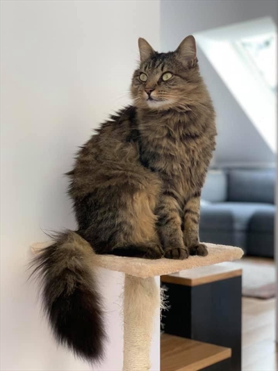 Mika