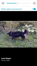 Lola 
