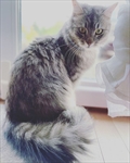 Bibi