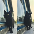 Sonja