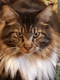 Đuro