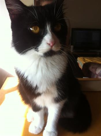 Nikita