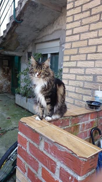 Allegra