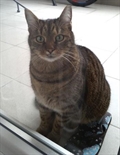 Tom