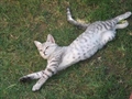 Fifi
