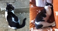 Oreo Majcek