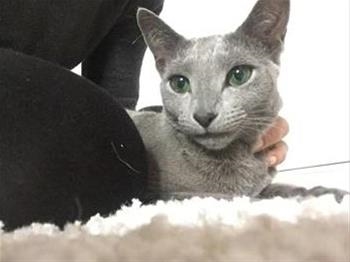 Vik