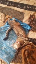 Mica
