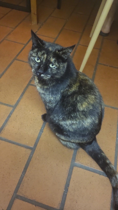 Cici