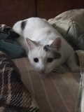 Merlin