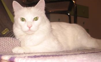 Bella