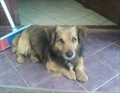 Dodo
