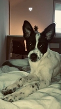 Hugo