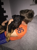 Šapica