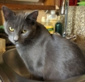 Galileo (Gali)