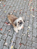 Šima
