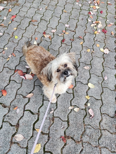 Šima