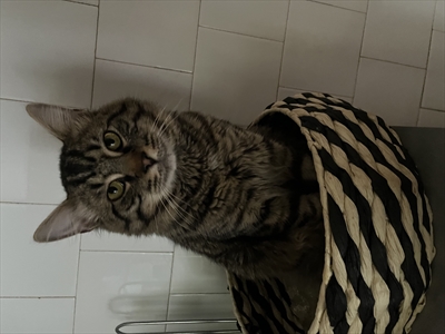 pufko