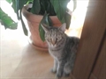 Maurice