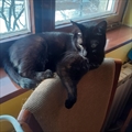 Simba