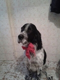 Tyrion