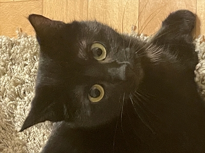 Nora