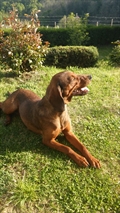 Ajda