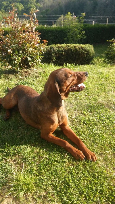 Ajda