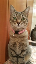 MICI