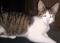 Tika