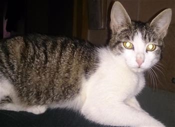 Tika