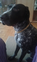 Ares i Tedi