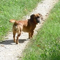 Oli