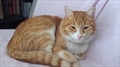 Archie